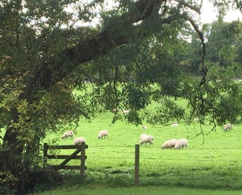 sheep in a field