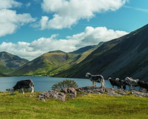 sheep on a hill with mountains in the background