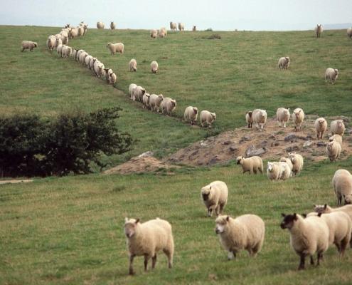 A flock of sheep move down a well-worn track on a UK farm