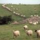 A flock of sheep move down a well-worn track on a UK farm