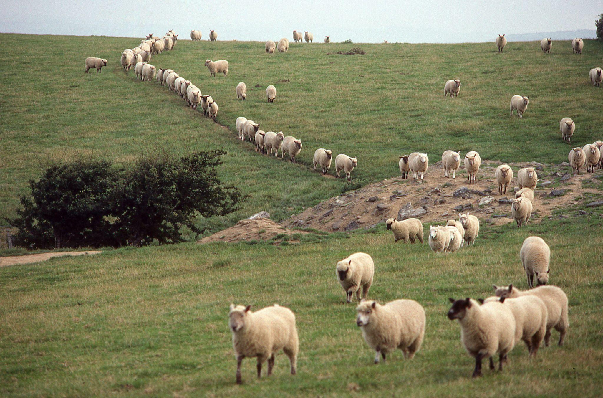 A flock of sheep move down a well-worn track on a UK farm