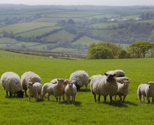 Sheep in a field