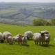 Sheep in a field