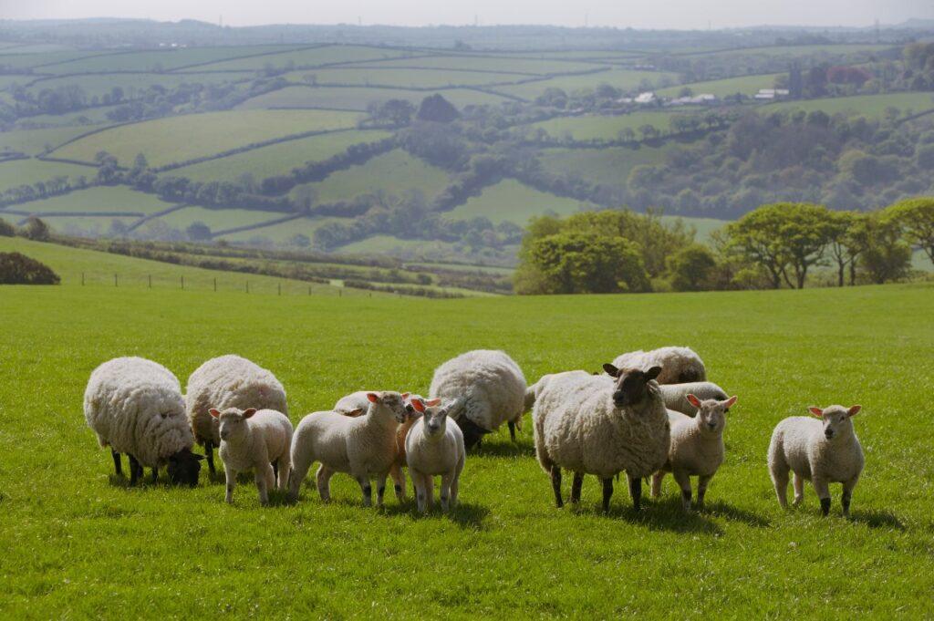 Sheep in a field