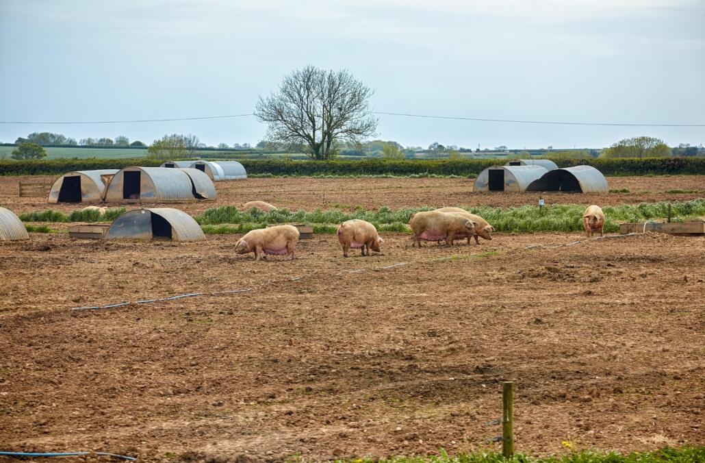 Pigs in a field