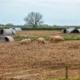 Pigs in a field